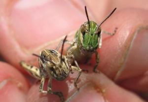 Overgrazed Grasslands Tied to Locust Outbreaks