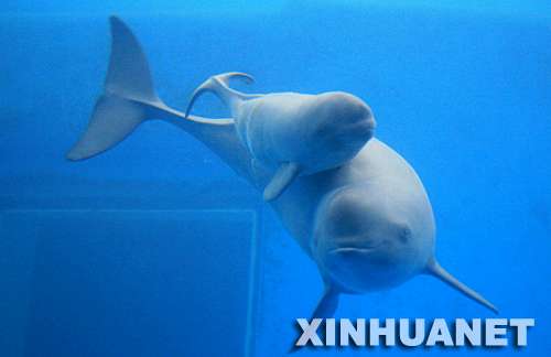 China Surveys Endangered Porpoises amid Extinction Fears