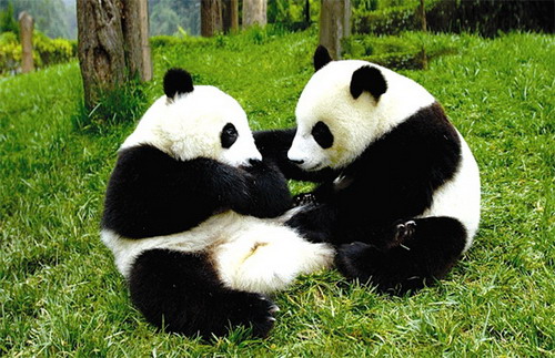 Giant Panda Extinction Fears Ruled out