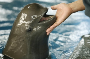 Nature: Yangtze Finless Porpoises in Peril