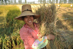 China Produces Genetic Map of Tibetan Barley