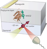 Single Proteins Under a Diamond Spotlight