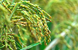 Hybrid Rice Varieties Face New Scrutiny