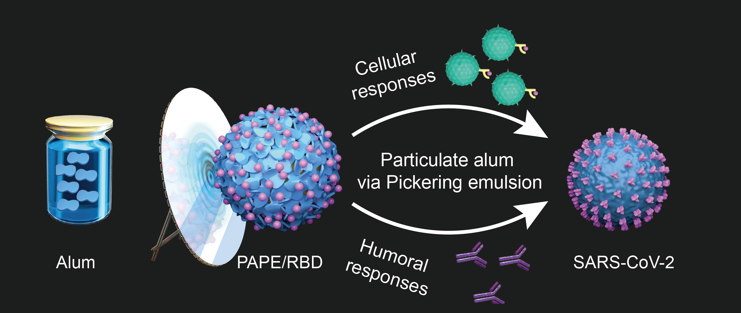 Particulate Alum Pickering Emulsion as Adjuvant May Enhance Performance of SARS-CoV-2 Vaccine