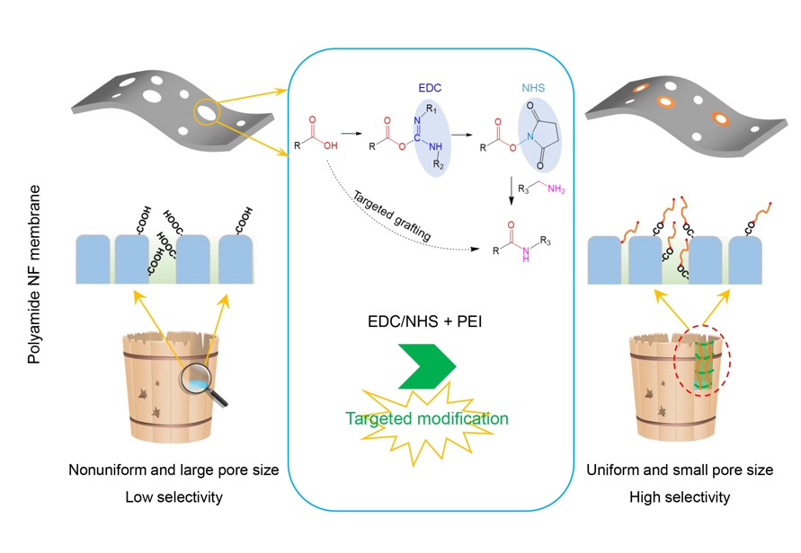 Novel Targeted Modification Strategy Improves Separation Selectivity of Polyamide Nanofiltration Membranes