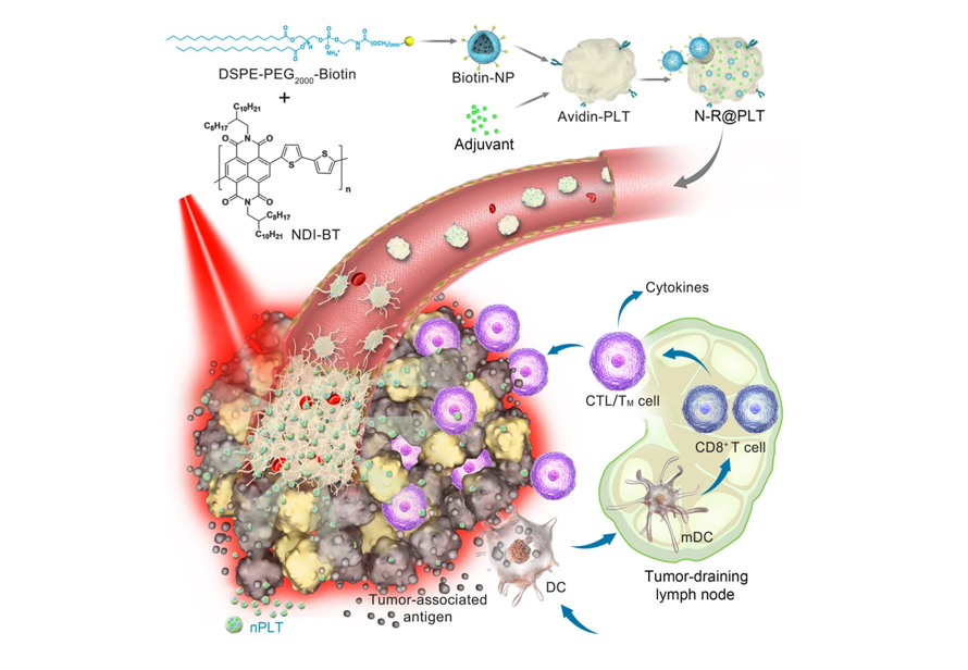 Scientists Develop New Platelet-based Formulation for Combination Anticancer Therapy