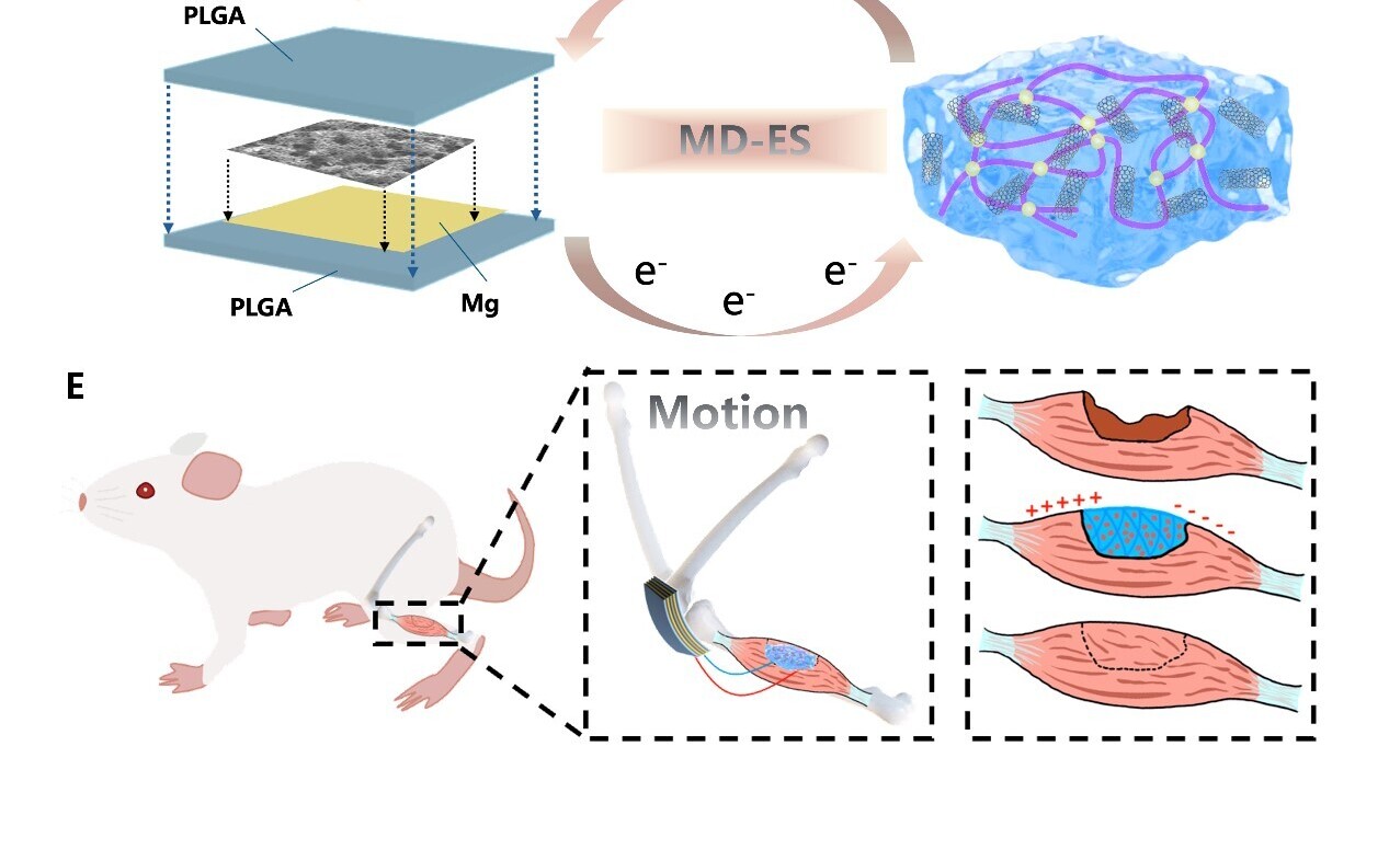 Chinese Scientists Develop Self-powered Device to Speed up Muscle Repair