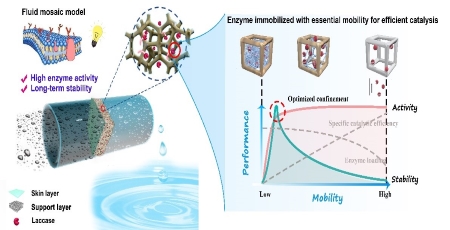 Scientists Develop Novel Biocatalytic Membrane for Efficient and Stable Removal of Micropollutants