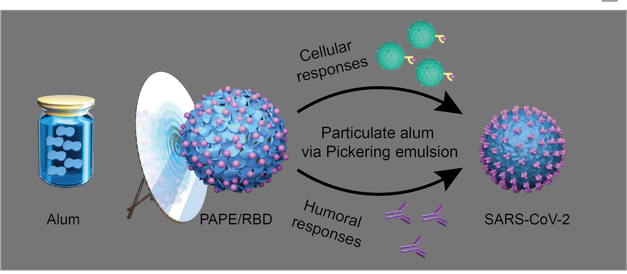 Particulate Alum Pickering Emulsion as Adjuvant May Enhance Performance of SARS-CoV-2 Vaccine