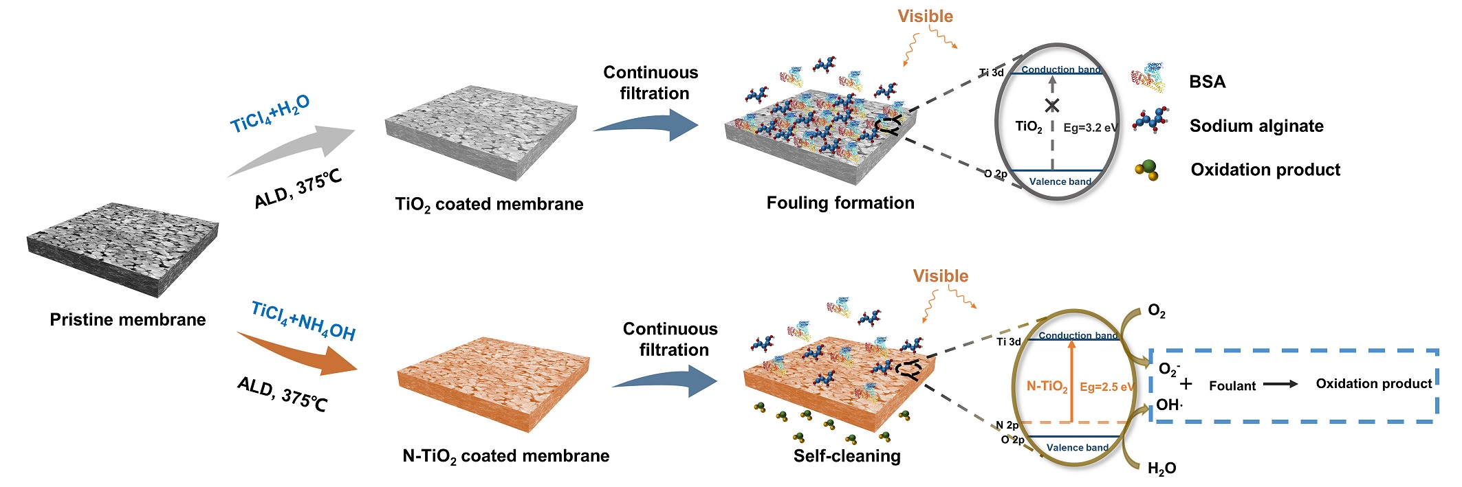 Scientists Develop N-doped Self-cleaning Membranes That Use Visible Light Irradiation