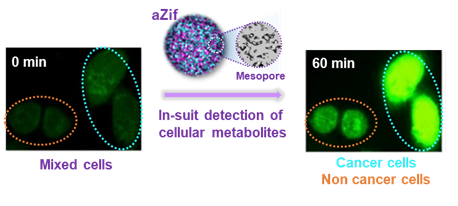 Researchers Develop Amorphous Nanoparticle Formulation for Highly Efficient Enzyme Delivery and Catalysis