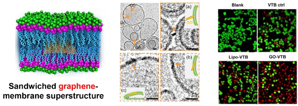 Proof of Sandwiched Graphene-membrane Superstructure Opens up a Membrane-specific Drug Delivery Mode