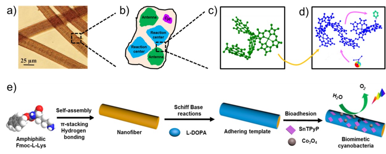 Scientists Achieve Oxygen-Evolving Biomimetic Photosystem from Self-Organization of Small Biomolecules