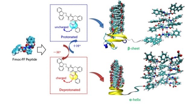 A New Pathway for Secondary Structure Transformation in Peptide Supramolecular Self-assembly