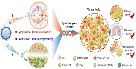Chimeric Exosomes Co-activate Immune Response and Tumor Microenvironment for Cancer Immunotherapy