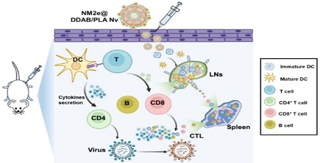 Hybrid PLA Nanoadjuvant Enhances Immunity and Cross-protection of Universal Influenza Vaccine