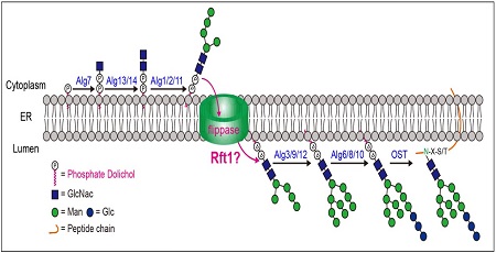 Rft1 Catalyzes Lipid-linked Oligosaccharide Translocation Across Endoplasmic Reticulum Membrane