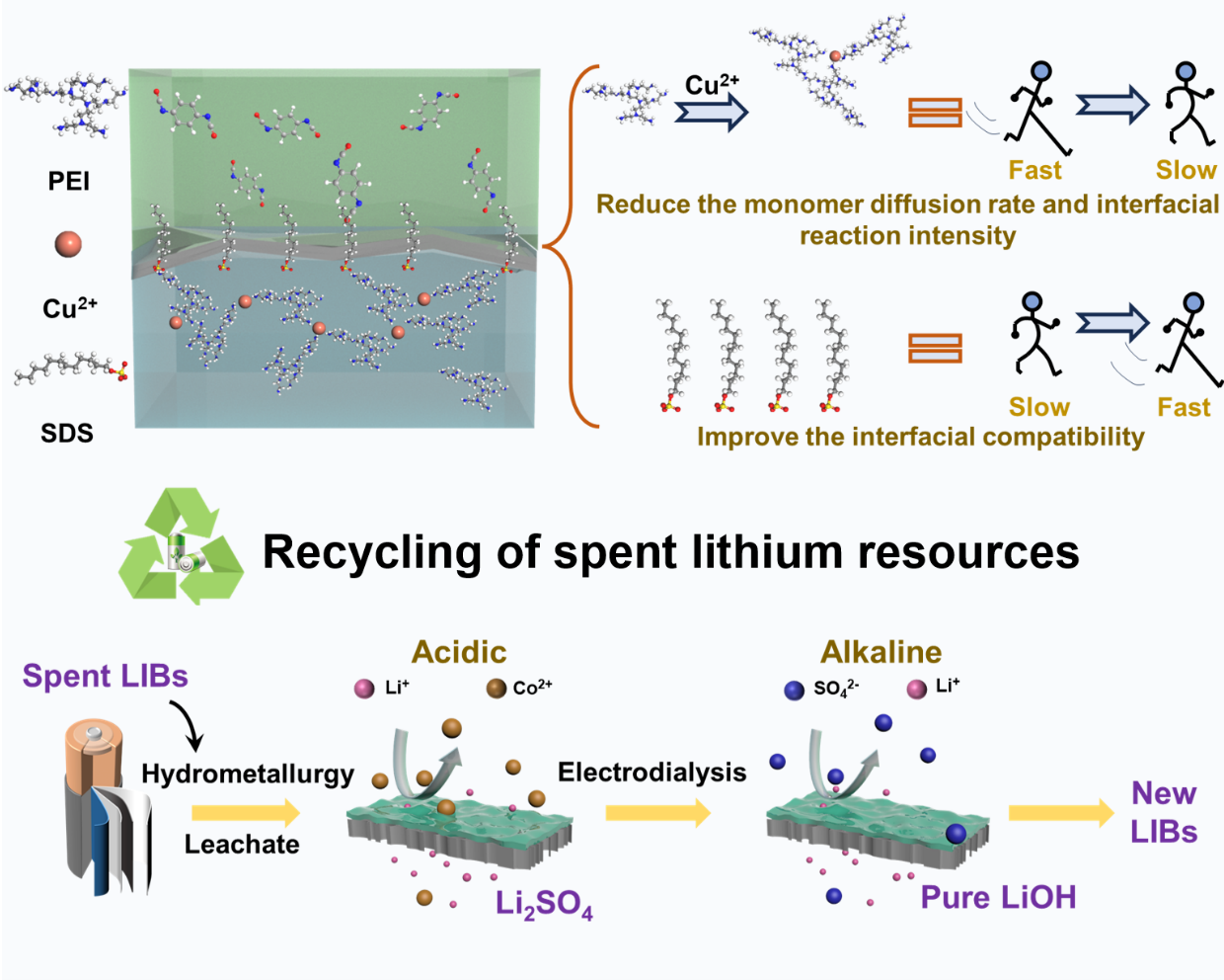 Researchers Develop Polyurea Membranes for Lithium Recovery from Waste Batteries