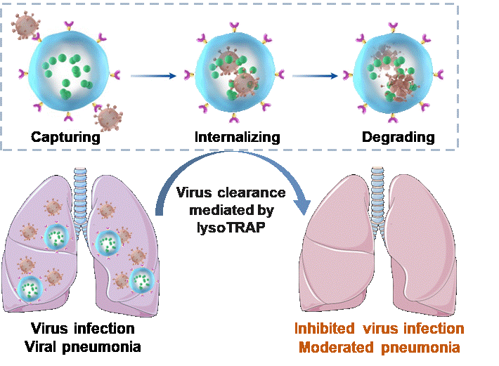 Researchers Develop Lysosomal “TRAP” for Clearance of Viruses and Variants