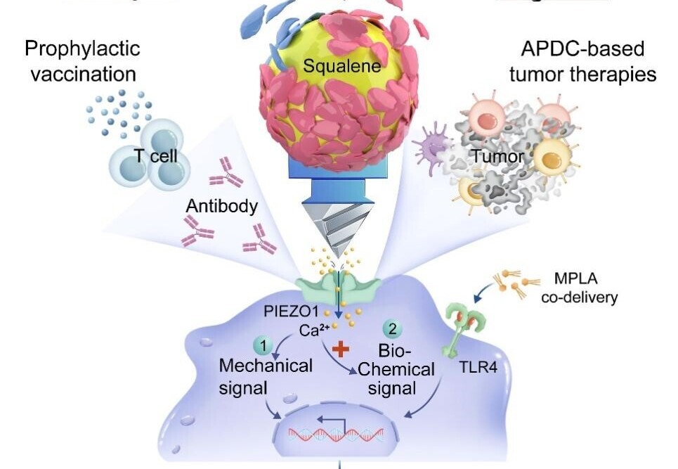 Interfacial Mechanical Cues Enable Precise Immune Activation