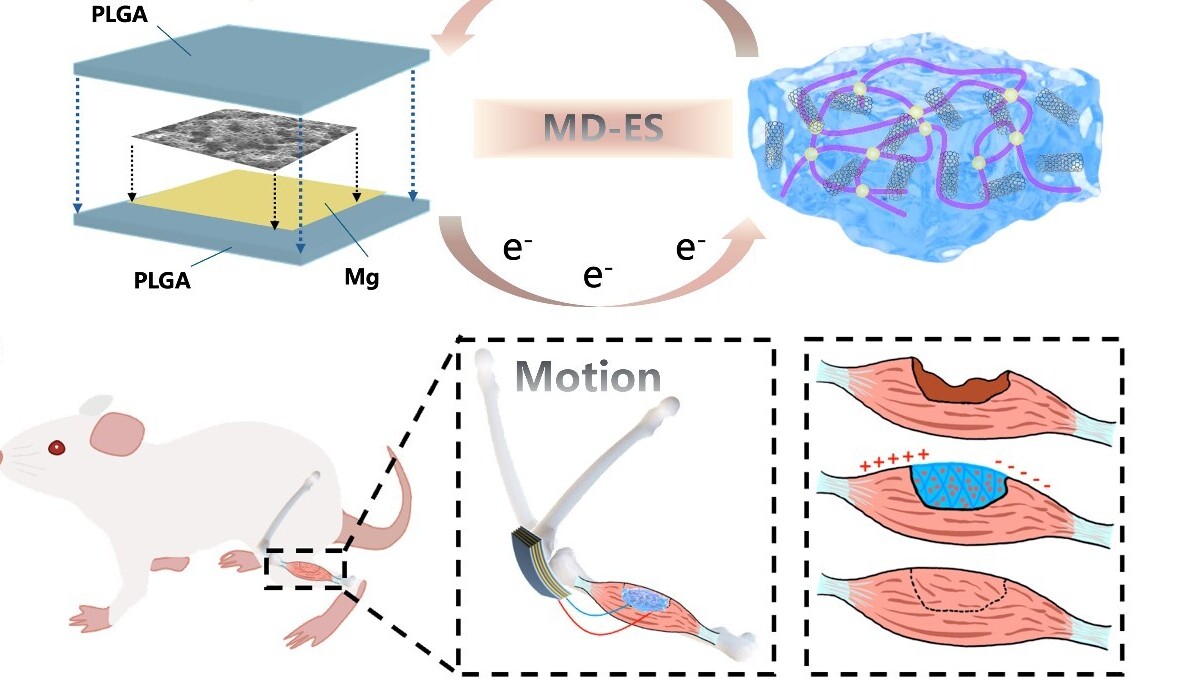Researchers Develop Biodegradable, Self-Powered Electrical Stimulator for Muscle Repair
