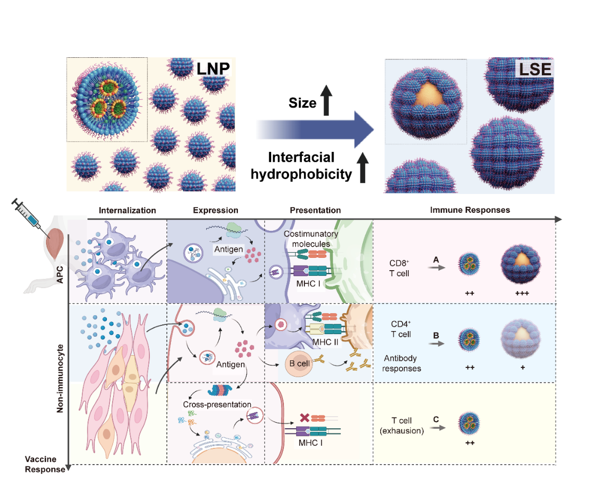 Process Intensification Enables Next-Gen mRNA Vaccines with Targeted, Long-Lasting Immunity