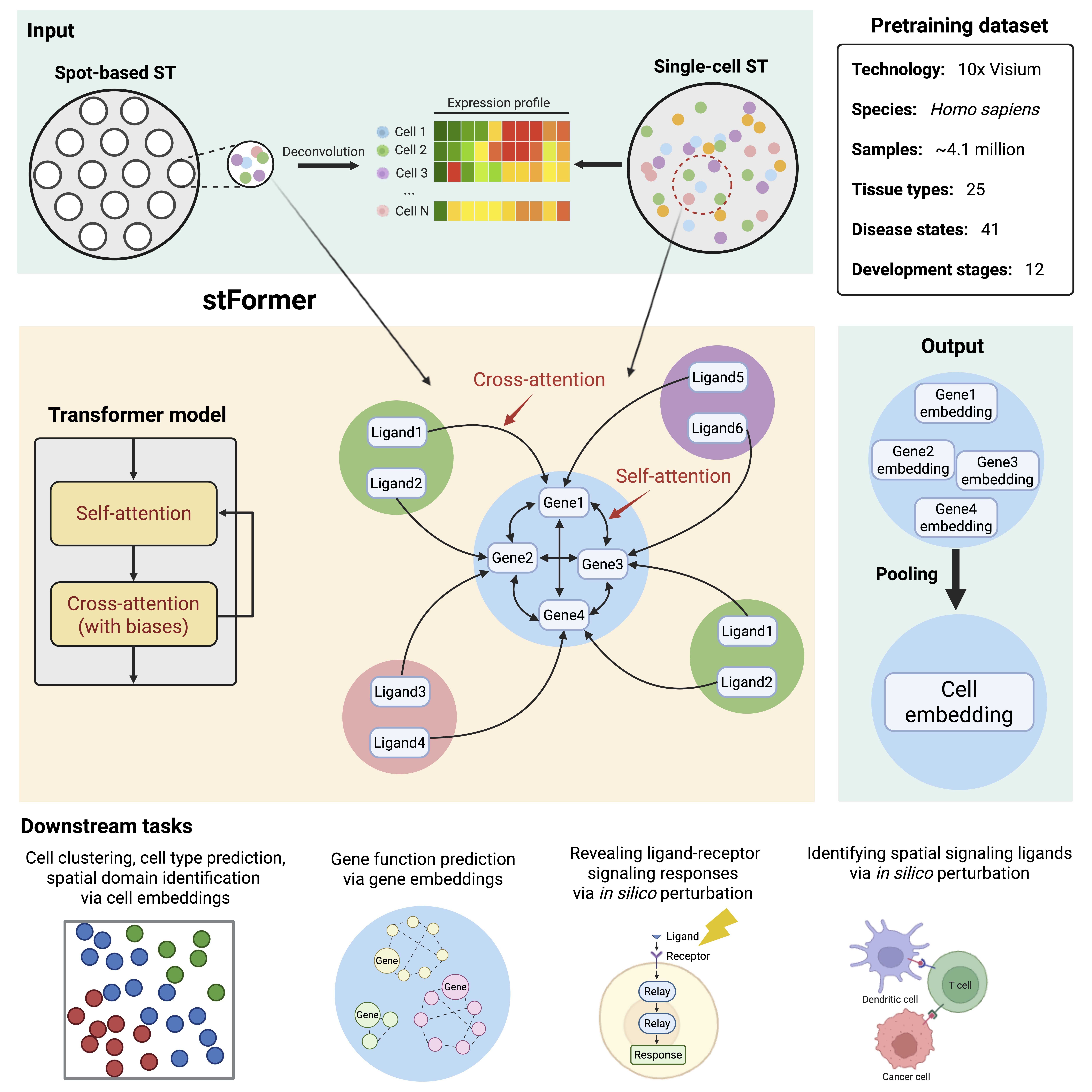 Integrating Spatial Ligand Signaling Improves Single-Cell Foundation Model Performance